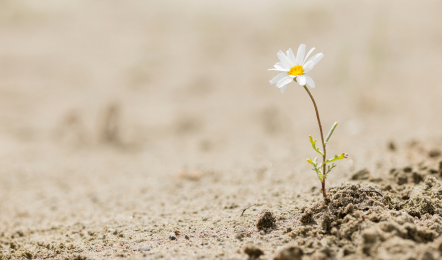 Resilience: What It Is, What It Is Not, and Why It Matters
